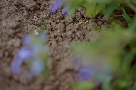 Blurred foreground purple flowers in the garden, natural blurred background