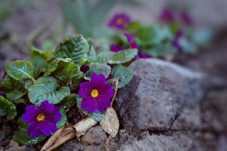 Close-up primroses, nature and herb conceptの写真素材