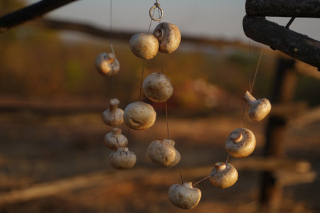 Mushrooms dry naturally. A bundle. Snack for the winter. Diet. Proper nutrition, autumn brown.の写真素材