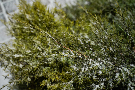 Frosty spruce branches close-up. Winter snow background. Spruce branches crushed by snow. nature forest landscape. soft focusの写真素材