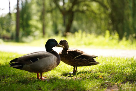 Beautiful ducks in heart shape on lake in flare light. Love bird and Valentine's day concept.の写真素材