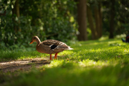 Photo of female mallard on the green grass.の写真素材