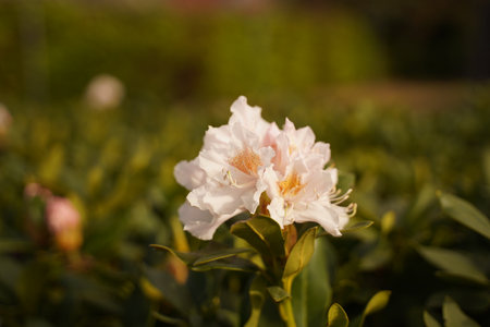 Blossoming of magnolia flowers in spring time, retro vintage hipster image.の写真素材