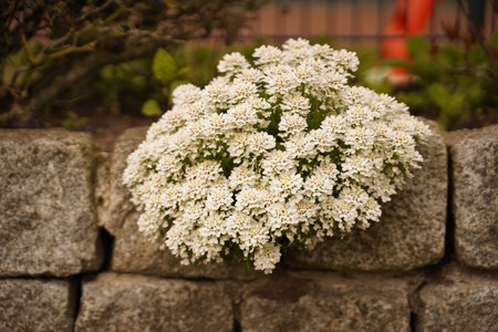 White daisy flower in the crack of old stone slab - concept of rebirth, faith, hope, new life.の写真素材