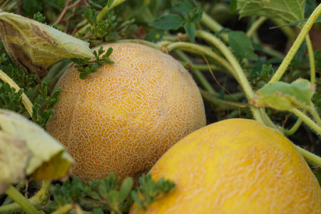 Two ripe melons, soft focus, top view. Yellow melon grows in open organic soil.の写真素材