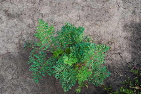 A bush of parsley on the dried ground, top view. Green parsley in the field. Popular cooking seasoning. fresh green parsley leaves.の写真素材