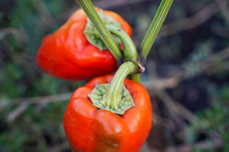 Two large red sweet peppers on the stem close-up, top view, soft focus. Peppers on a branch. Red pepper plant in organic garden.の写真素材