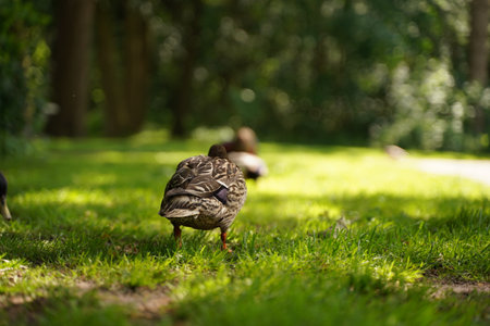 Beautiful wild duck walking on the mowed lawn.の写真素材
