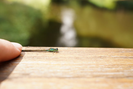 A woman's finger and a dragonfly on a wooden surface are close-ups against a blurred background. The concept of environmental conservation. Copy space for text. selective focus.の写真素材