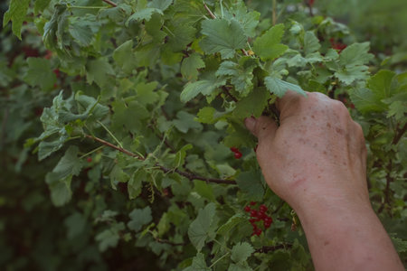 Currant bush and farmer's hand. Harvesting berries. Ripe red currants. Organic gardening without chemicals. Healthy food, weight loss, fitness. environmentally friendly products. selective focus.の写真素材