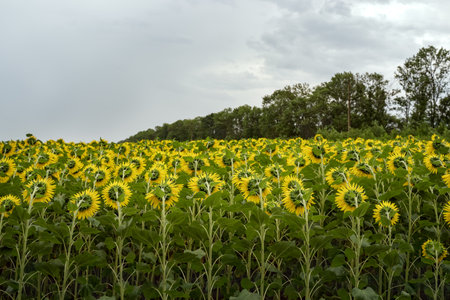 Field with sunflowers against the backdrop of a cloudy sky. Sunflowers grow on the field, rear view, in the background forest and sky. healthy eating. organic vegetables.の写真素材