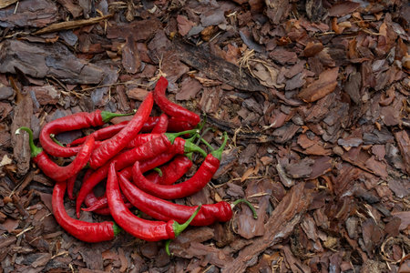 Red hot peppers for salad. Chili peppers are lying on the ground. Healthy fresh food. Products for spicy dishes.の写真素材