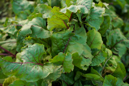 Beet leaves with red stems. Beats in the garden. Beetleaf mangold. Sugar beets in perspective on an...