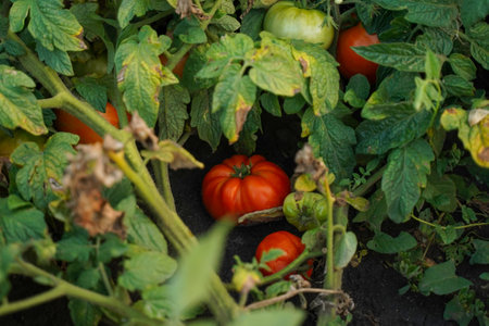 A red tomato lies on the ground among the green foliage. organic garden. tomato farm. soft focus.の写真素材
