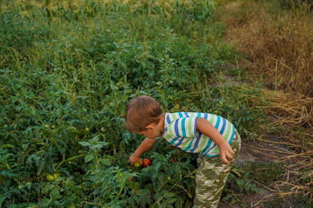 Child leans over and harvests tomatoes, rear view. Happy boy working in organic greenhouse.の写真素材