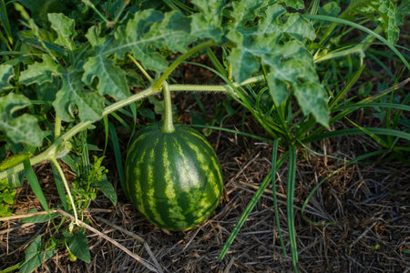 Green watermelon. Striped watermelon growing in the garden, blurred background.の写真素材