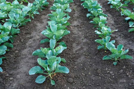 Rows of young cabbage. Young cabbage growing in gardening.の写真素材