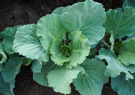 Rows of young cabbage. Young cabbage growing in gardening.