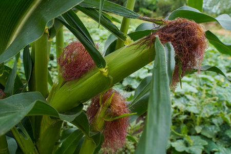 Corn in the field. Corn plantation.の写真素材