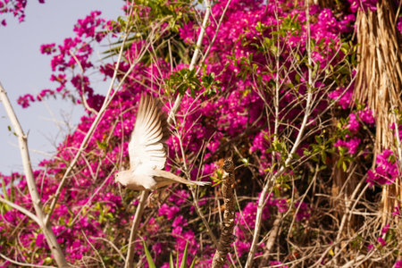 A wild pigeon flies against a backdrop of tropical flowers. pigeons and doves.