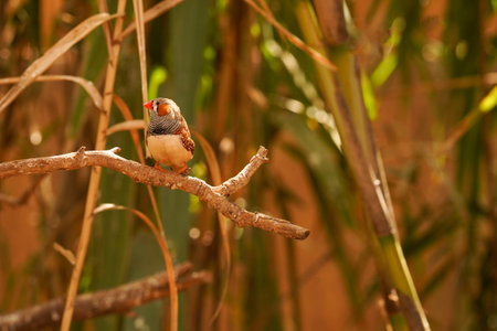 A bright tropical bird sits on a branch in the forest close-up with copy space. Summer holidays and travel.の写真素材