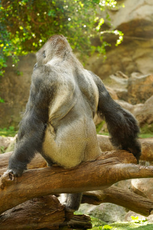 A giant gorilla sits on a fallen tree with its back to the camera. Silverback gorillas,...