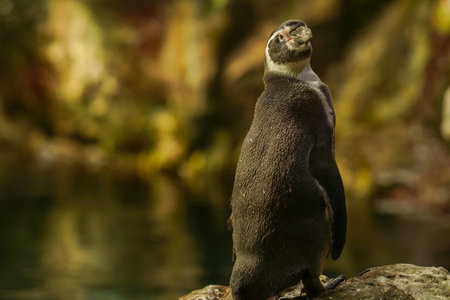 The penguin stands on a rock against the background of a rock and looks to the side, copy space. The concept of protection of exotic animals. travel concept.の写真素材