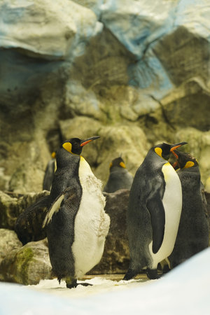 The evil wife of the penguin scolds her husband. The husband turned away offended and pretended that he was not interested.の写真素材