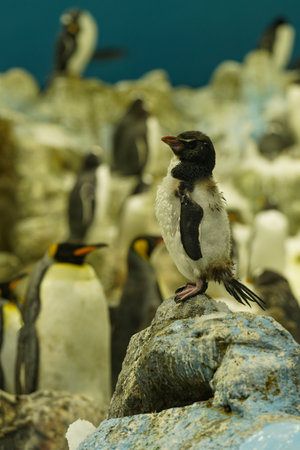 A small and brave penguin guards his pack.の写真素材