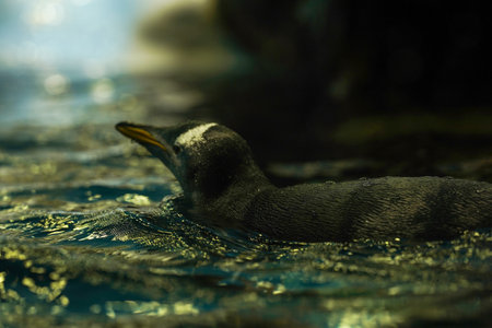 A penguin swims in the water.の写真素材
