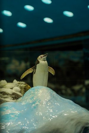 A small king penguin stands proudly on an icy mountain, spread its fins.の写真素材