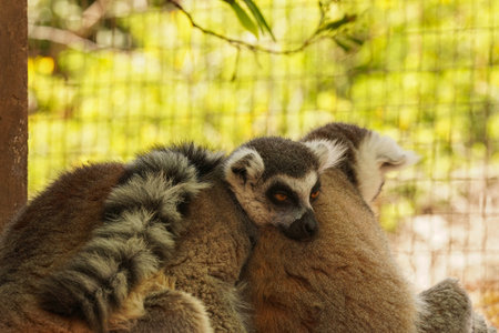 A pair of loving lemurs with fluffy hairの写真素材
