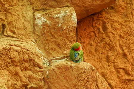 A small green parrot has hidden its head and sits alone on a deserted rock
