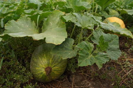 Ripe juicy organic melon close-upの写真素材