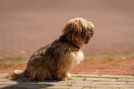 Cute fluffy dog is looking forward to its owner. Lovely, fluffy light brown dog sittingの写真素材
