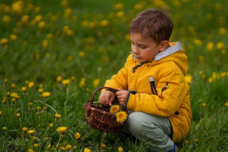 Cute little boy sitting in a field on the grass and collecting dandelions in a basket