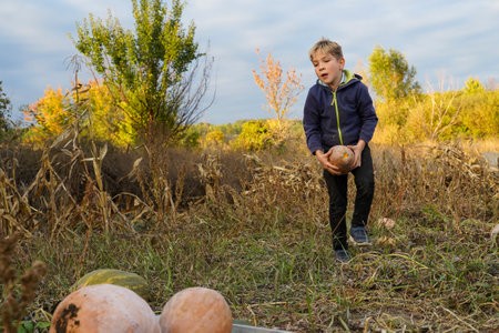 The boy hardly harvests zucchini. hard child labor. Exploitation of child laborの写真素材