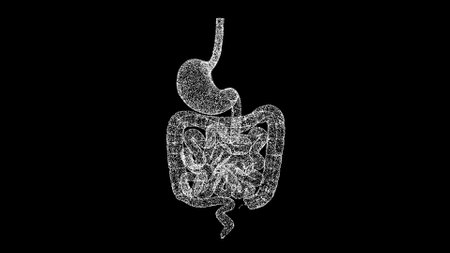 3D stomach and intestines on black bg. The human digestive system. scientific medical concept. For title, text, presentation. Object dissolved flickering particles. 3d animationの写真素材