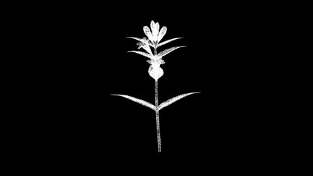 3D Flower on black bg. nature concept. Business advertising backdrop. For title, text, presentation. 3d animationの写真素材