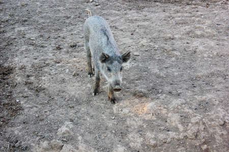 A little wild boar at the zooの写真素材