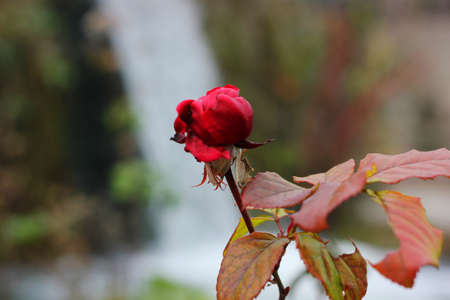 A red rose in front of the waterfall of Edessa Greece Europeの写真素材