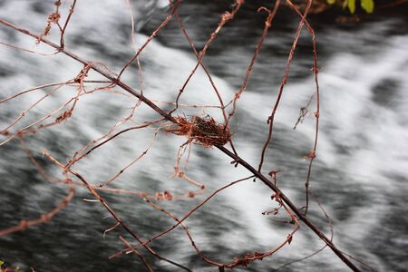 Bird nest over the riverの写真素材