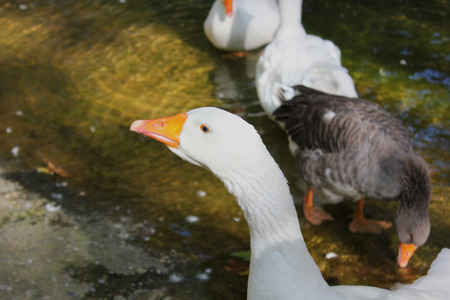 Ducks and Geese at the Agios Nikolaos Park Naousa Greeceの写真素材