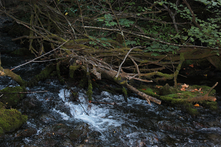 Dense Forest next to the Agios Nikolaos Park Naousa Greeceの写真素材