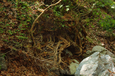 The path of the centaurs Portaria Pelion Greeceの写真素材