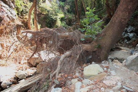 The path of the centaurs Portaria Pelion Greeceの写真素材