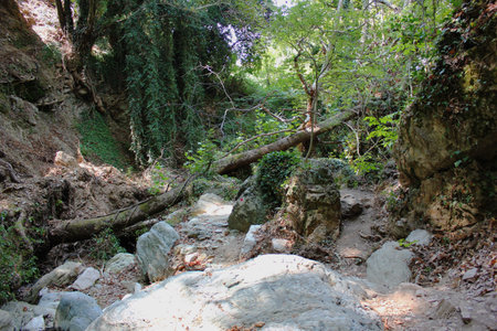 The path of the centaurs (after Cyclone Daniel) Portaria Pelion Greeceの写真素材