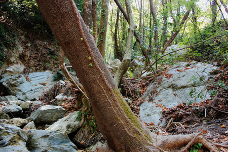 The path of the centaurs Portaria Pelion Greeceの写真素材