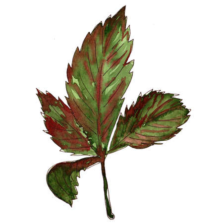 cute single hand-drawn watercolor green tree leaf