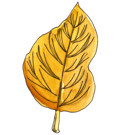 cute single hand-drawn watercolor red tree leafの写真素材